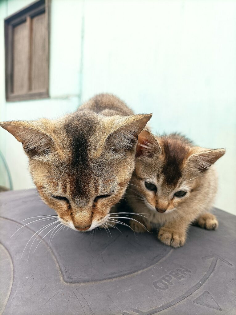 A tabby cat lying on a stack of papers with a treat beside its paw