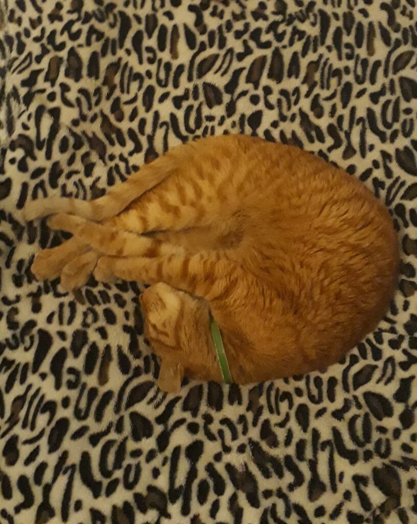 A brown cat staring intently at a closed wooden door at night