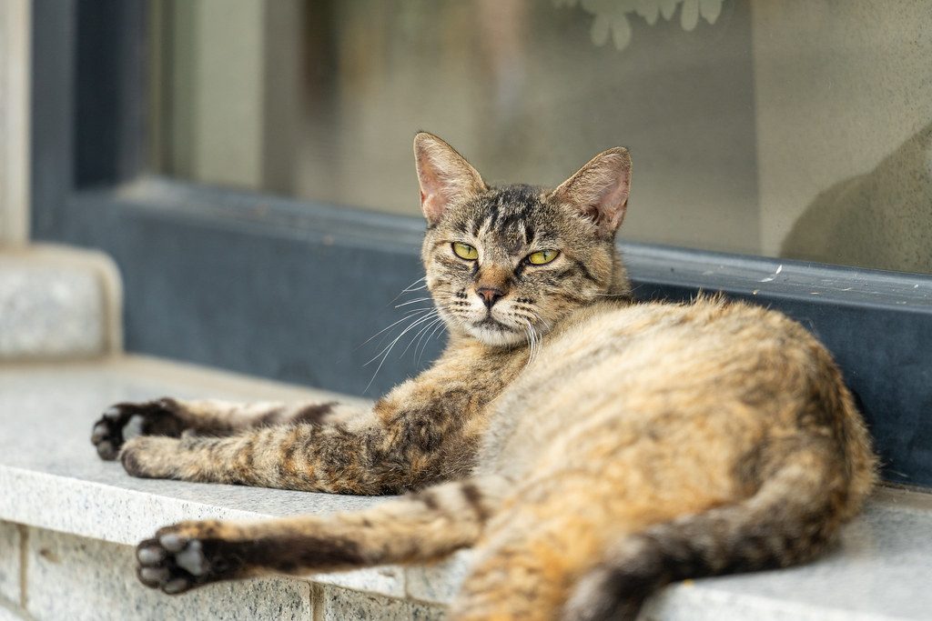 A cat at Sill and Paws Legal
