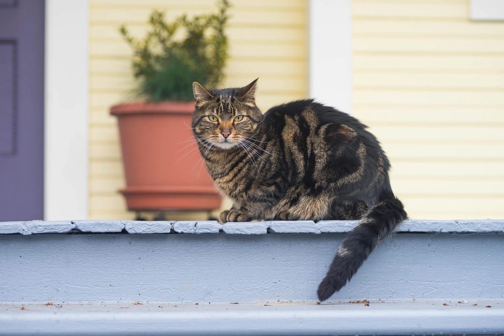 A cat at Sill and Paws Legal Windowsill Disputes