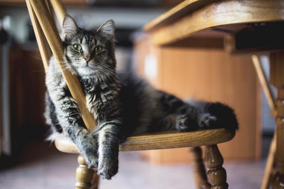 A cat at Sill and Paws Legal Lap Eviction Defense