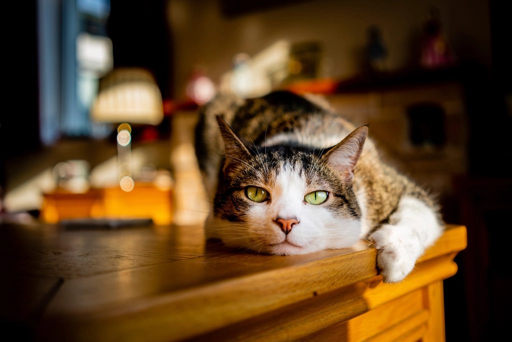 A cat at Sill and Paws Legal Sofa Cushion Boundaries