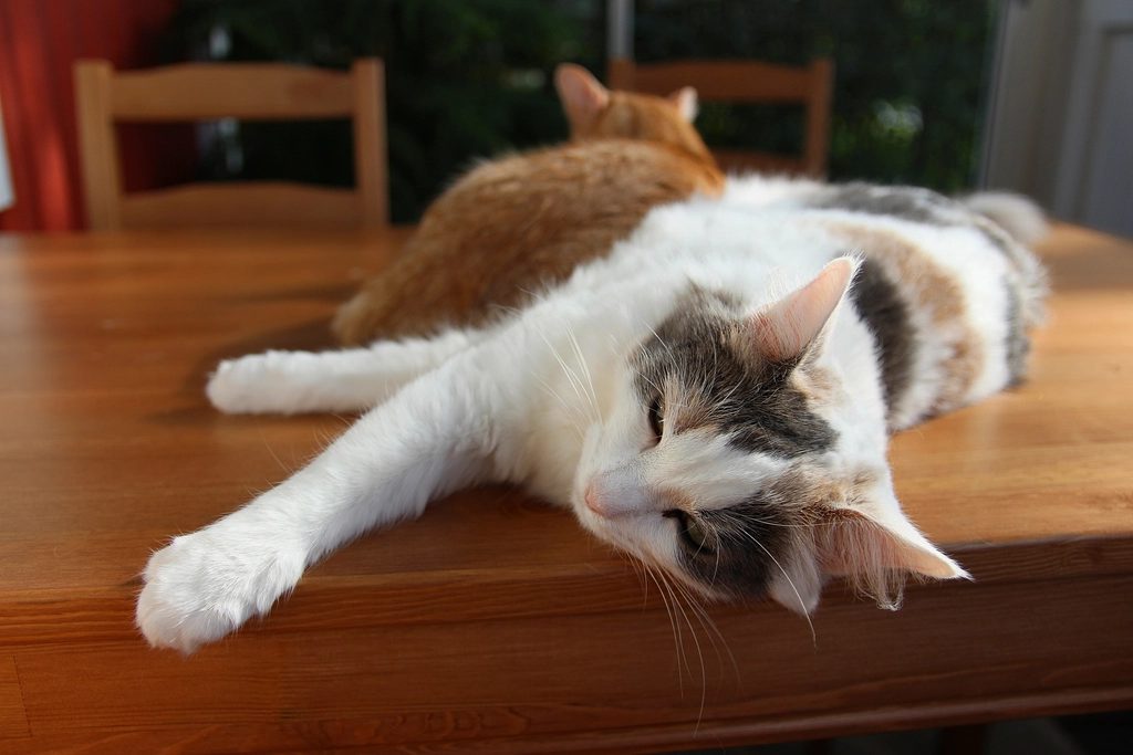 A cat at Sill and Paws Legal Treat Contract Review