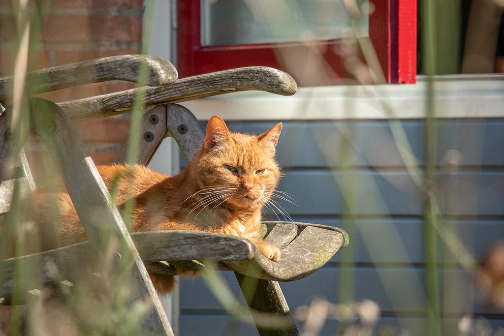 A cat at Sill and Paws Legal