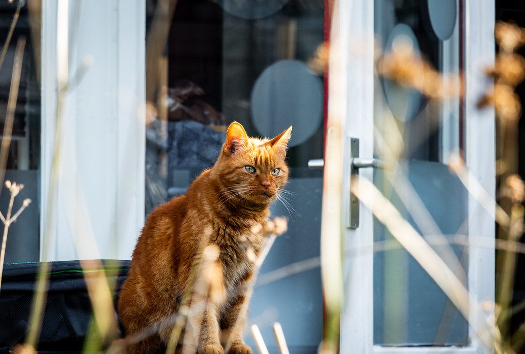 A cat at Sill and Paws Legal